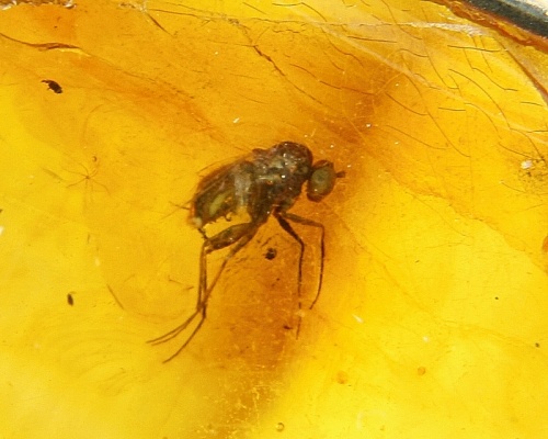 Amber with fossilized Insect, Ring, Silver 925