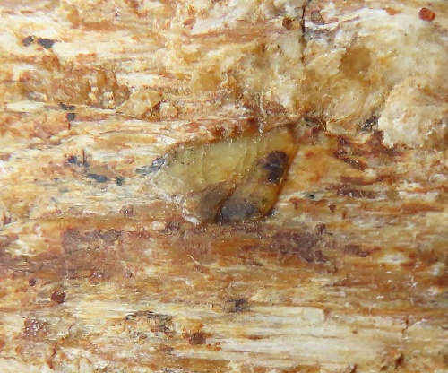 Chrysoberyll