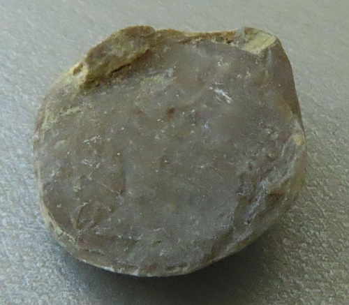 Coenothyris vulgaris (Schlotheim, 1820)