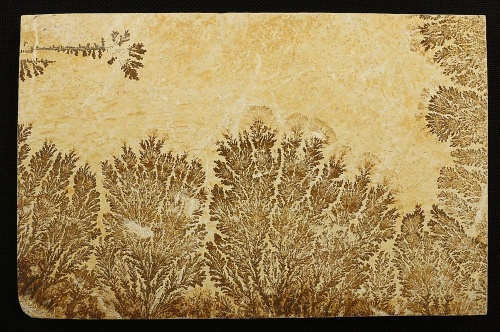 Dendritenplatte XXL