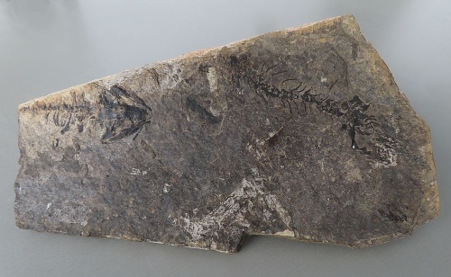 Discosauriscus moravicus