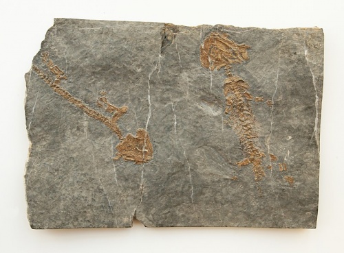 Discosauriscus pulcherrimus (Frič, 1879)