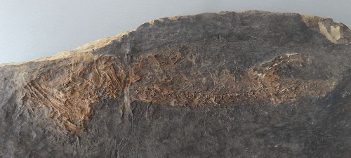 Discosauriscus pulcherrimus (Frič, 1879)