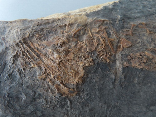 Discosauriscus pulcherrimus (Frič, 1879)