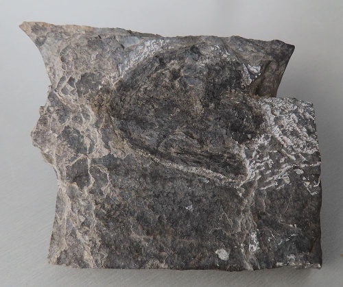 Discosauriscus pulcherrimus (FRIČ, 1879)