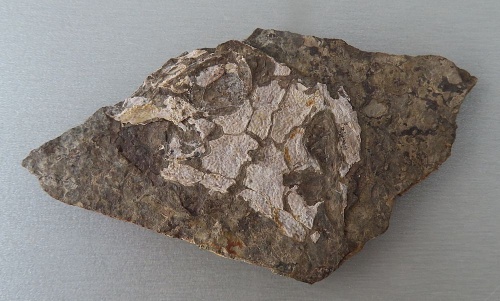 Discosauriscus pulcherrimus (FRIČ, 1879)