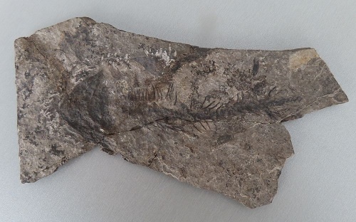 Discosauriscus pulcherrimus (FRIČ, 1879)
