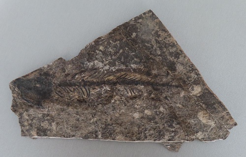 Discosauriscus pulcherrimus (FRIČ, 1879)