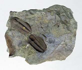 Ellipsocephalus hoffi Trilobit