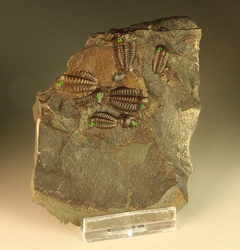 Ellipsocephalus hoffi Trilobit
