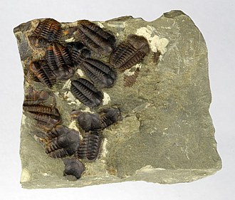 Ellipsocephalus hoffi Trilobite