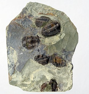 Ellipsocephalus hoffi Trilobit