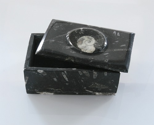 Fossil jewelry box