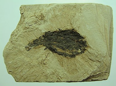 Glyptostrobus europeus
