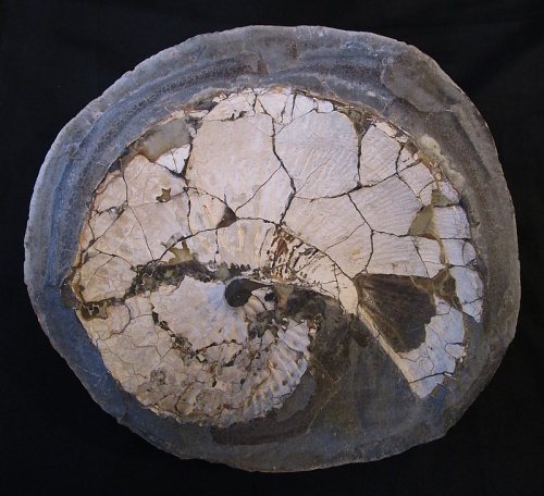 Hoploscaphites (Jeletzkytes) nebrascensis