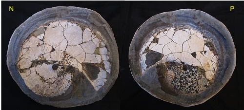 Hoploscaphites (Jeletzkytes) nebrascensis