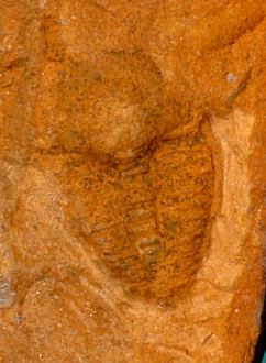 Kingaspis brdensis