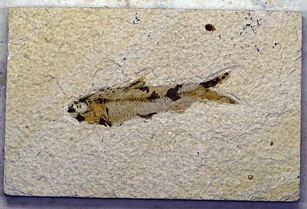 Knightia excena