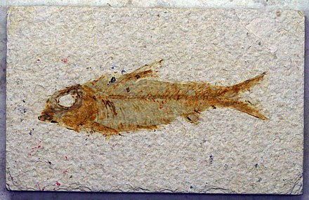 Knightia excena