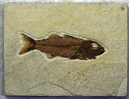 Myoploscus labrioides