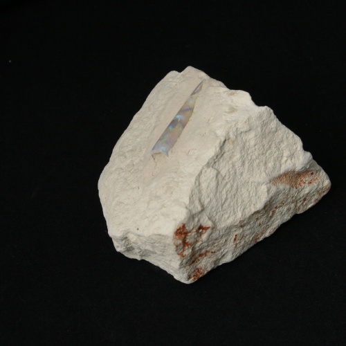 Opalized Belemnite