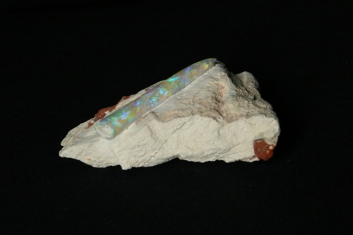 Opalized Belemnite