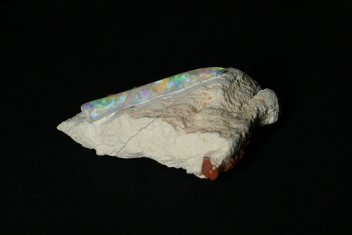 Opalized Belemnite