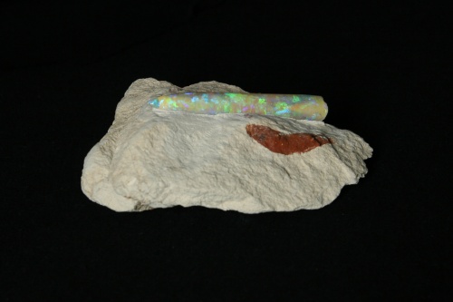 Opalized Belemnite