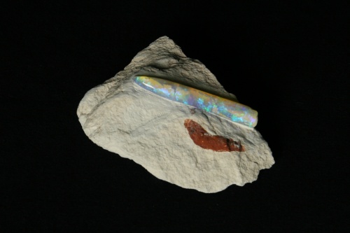 Opalized Belemnite