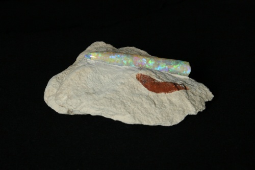 Opalized Belemnite