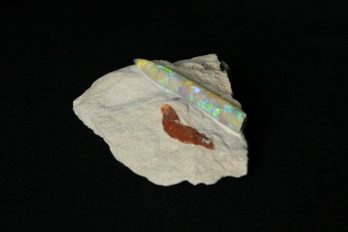 Opalized Belemnite