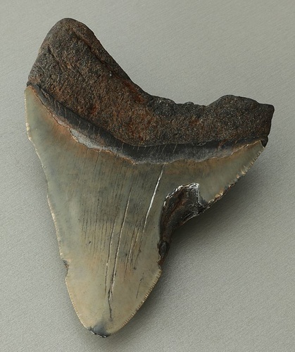 Otodus (Carcharocles) megalodon