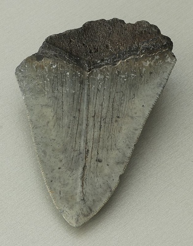 Otodus (Carcharocles) megalodon