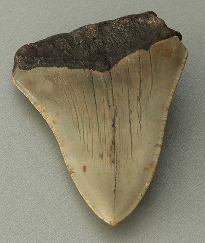 Otodus (Carcharocles) megalodon