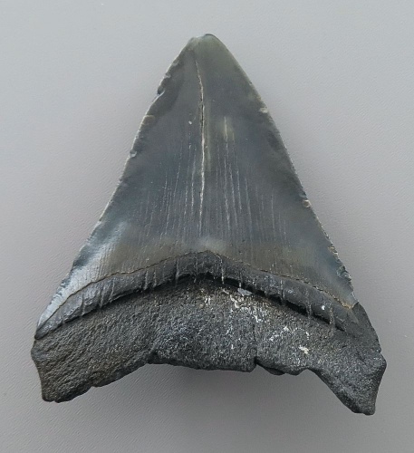 Otodus (Carcharocles) megalodon