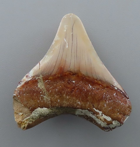 Otodus (Carcharocles) megalodon
