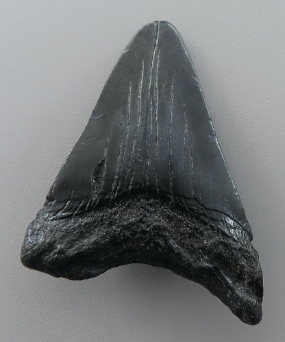 Otodus (Carcharocles) megalodon