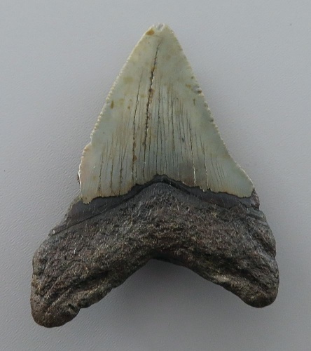 Otodus (Carcharocles) megalodon