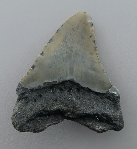 Otodus (Carcharocles) megalodon