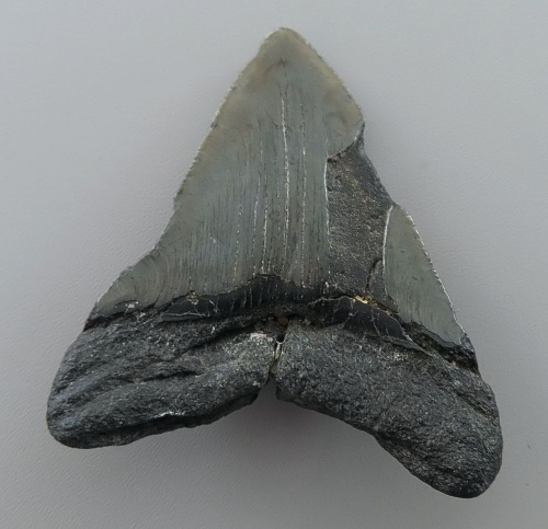 Otodus (Carcharocles) megalodon