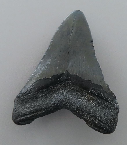 Otodus (Carcharocles) megalodon
