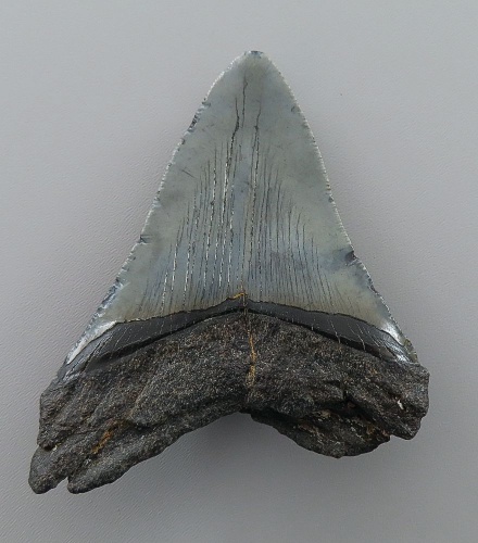 Otodus (Carcharocles) megalodon