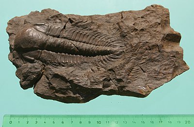 Paradoxides Gracilis