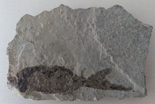Paramblypterus vratislaviensis 