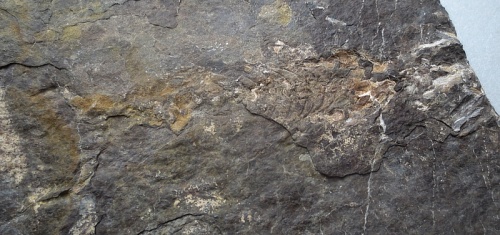 Paramblypterus vratislaviensis und Discosauriscus sp.