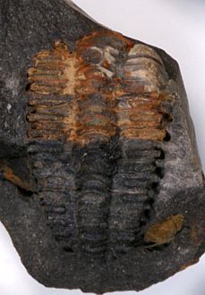 Placoparia barrandei