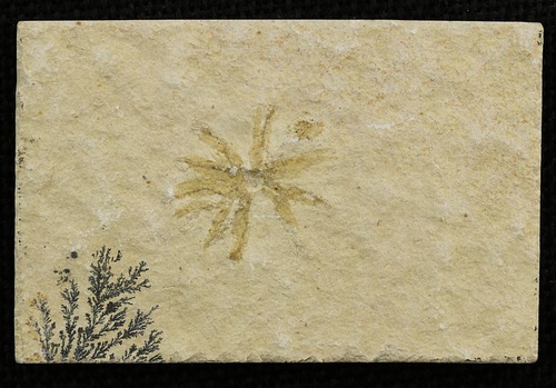 Saccocoma tenella with Dendrites