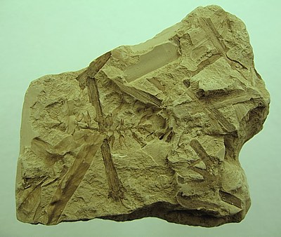 Salix haidingeri