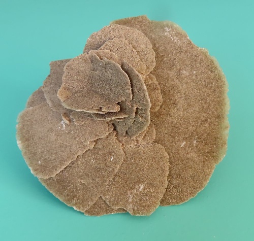 Sand Rose (Gypsum)