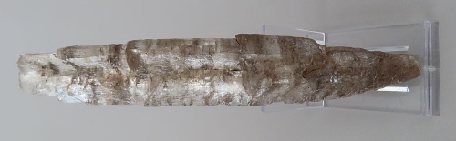 Sádrovec